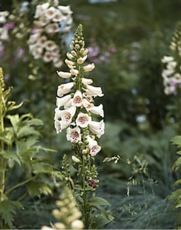 Groene omgeving